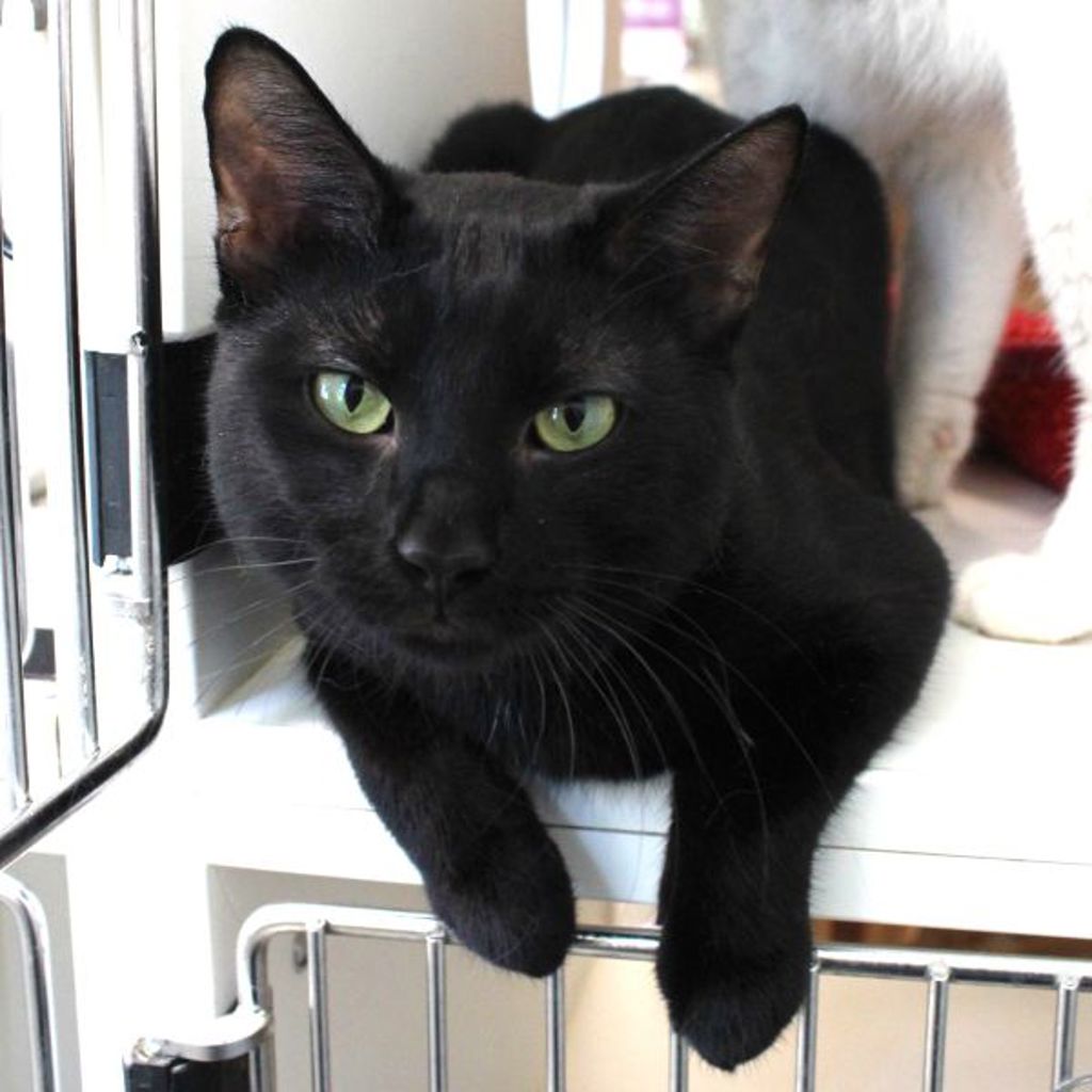 Milo - Bonded Buddy With Oreo