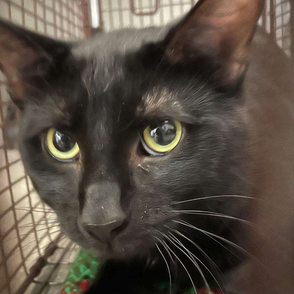 Milo - Bonded Buddy With Oreo