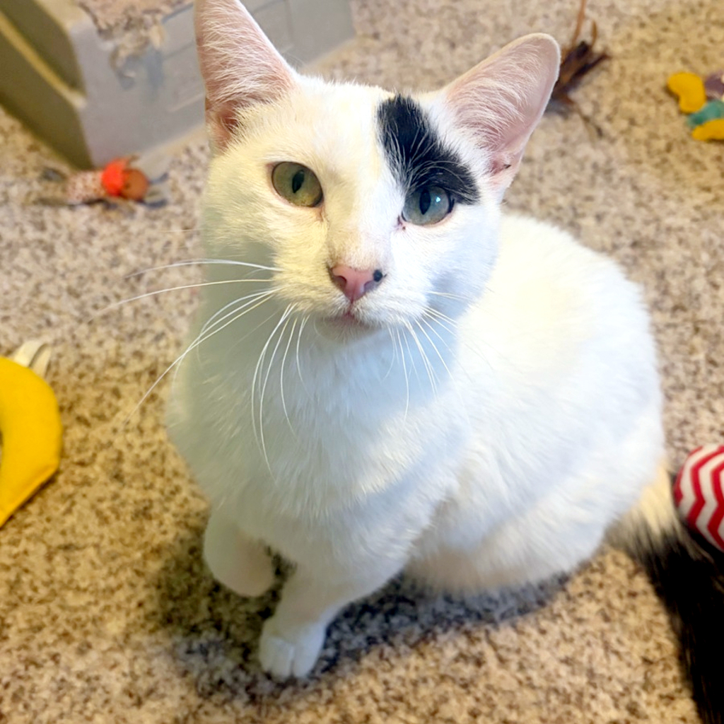 Milo -- Bonded Buddy With Stevie