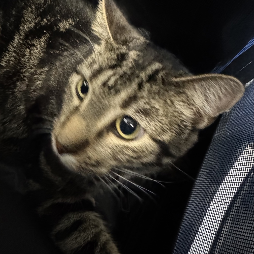 Mimi -- Bonded Buddy With Mickey