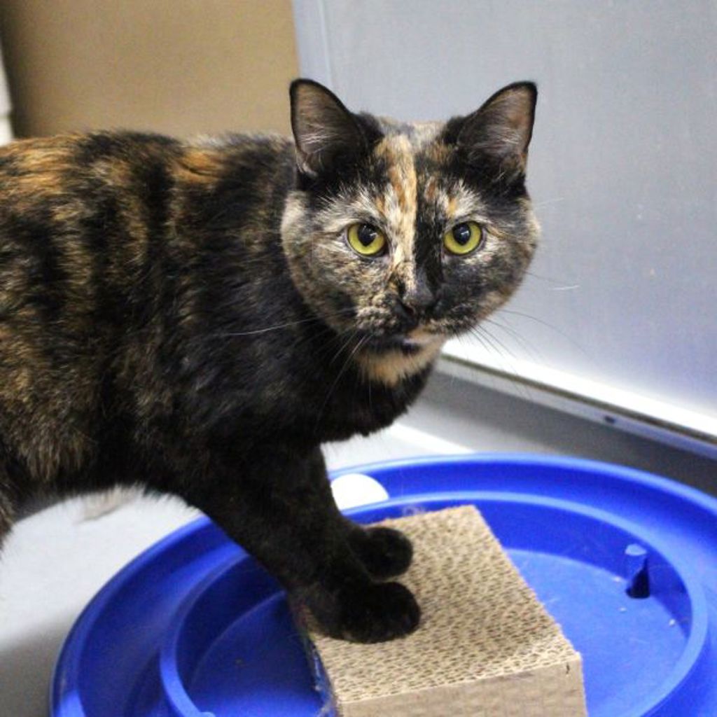 Miss Girl -- Bonded Buddy With Morpheus