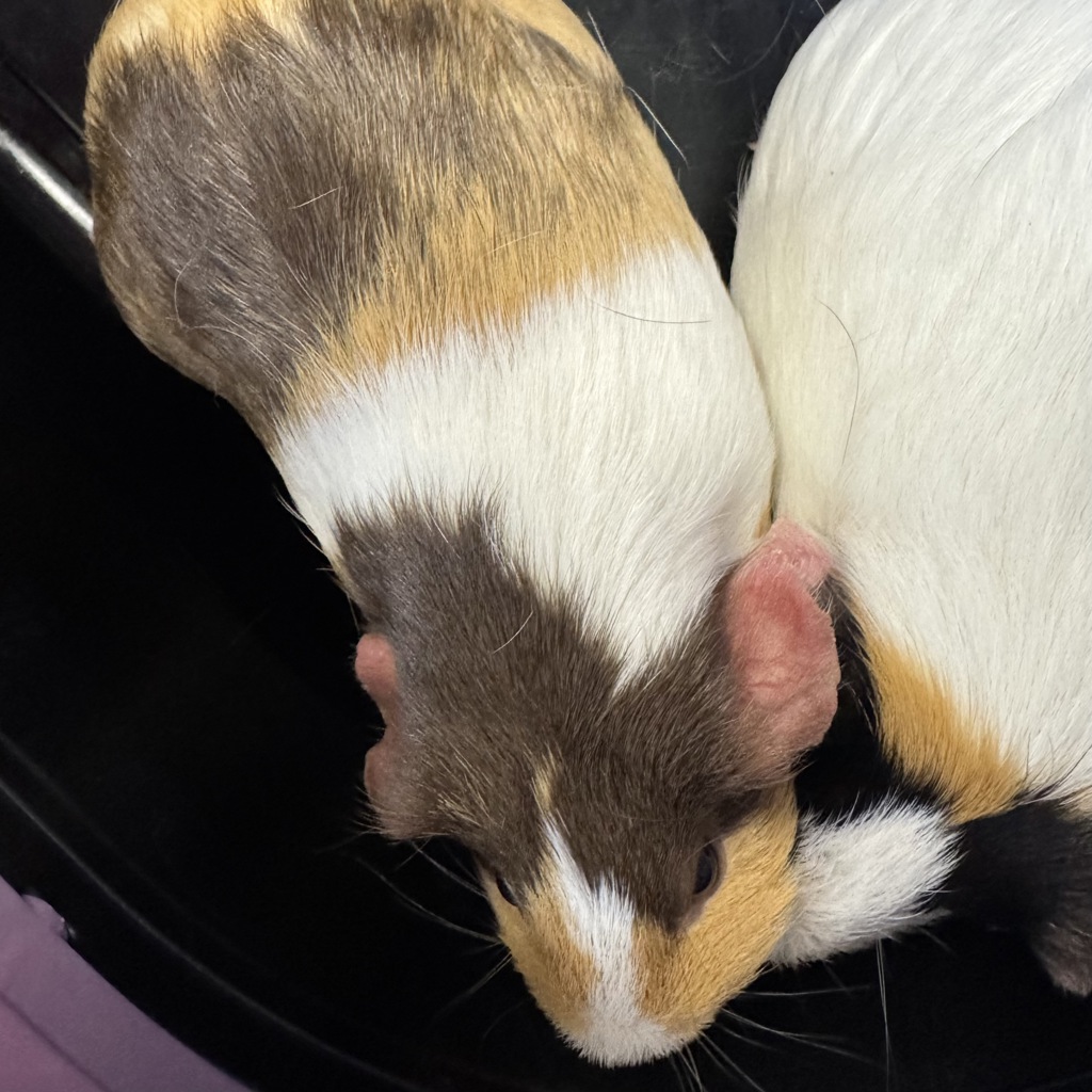 Missy -- Bonded Buddy With Mary