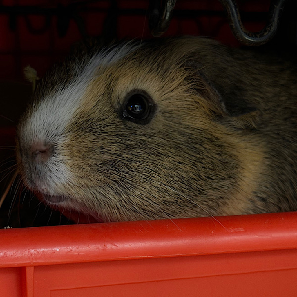 Mocha -- Bonded Buddy With Poppy & Willow
