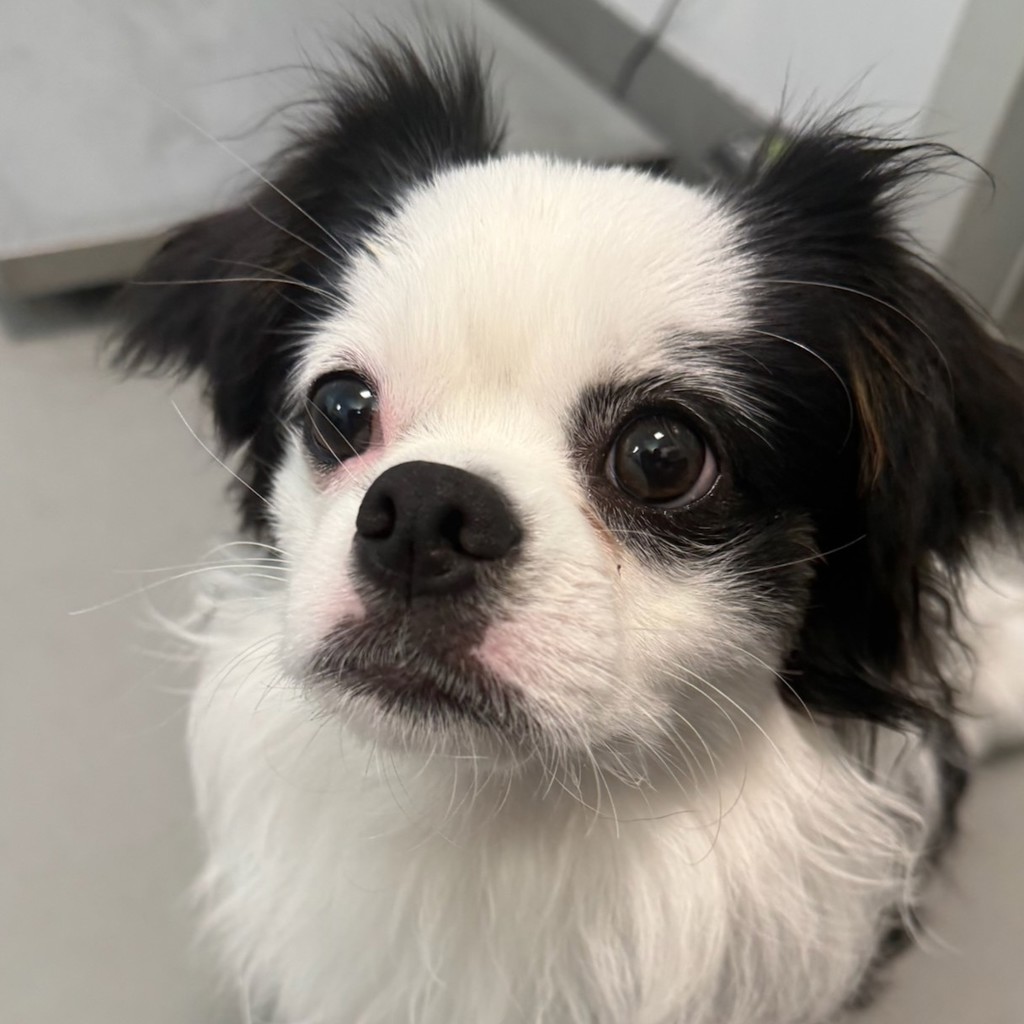 Mr.bubbles