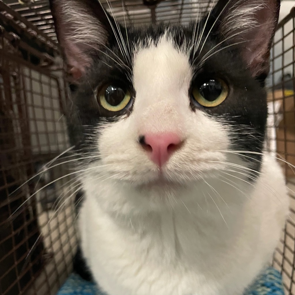 Oreo - Bonded Buddy With Milo