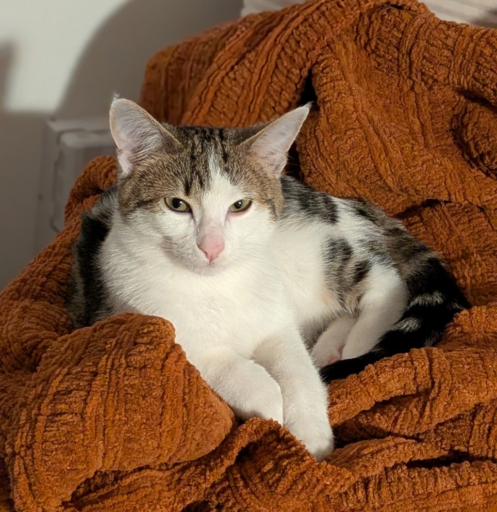 Ozzie
