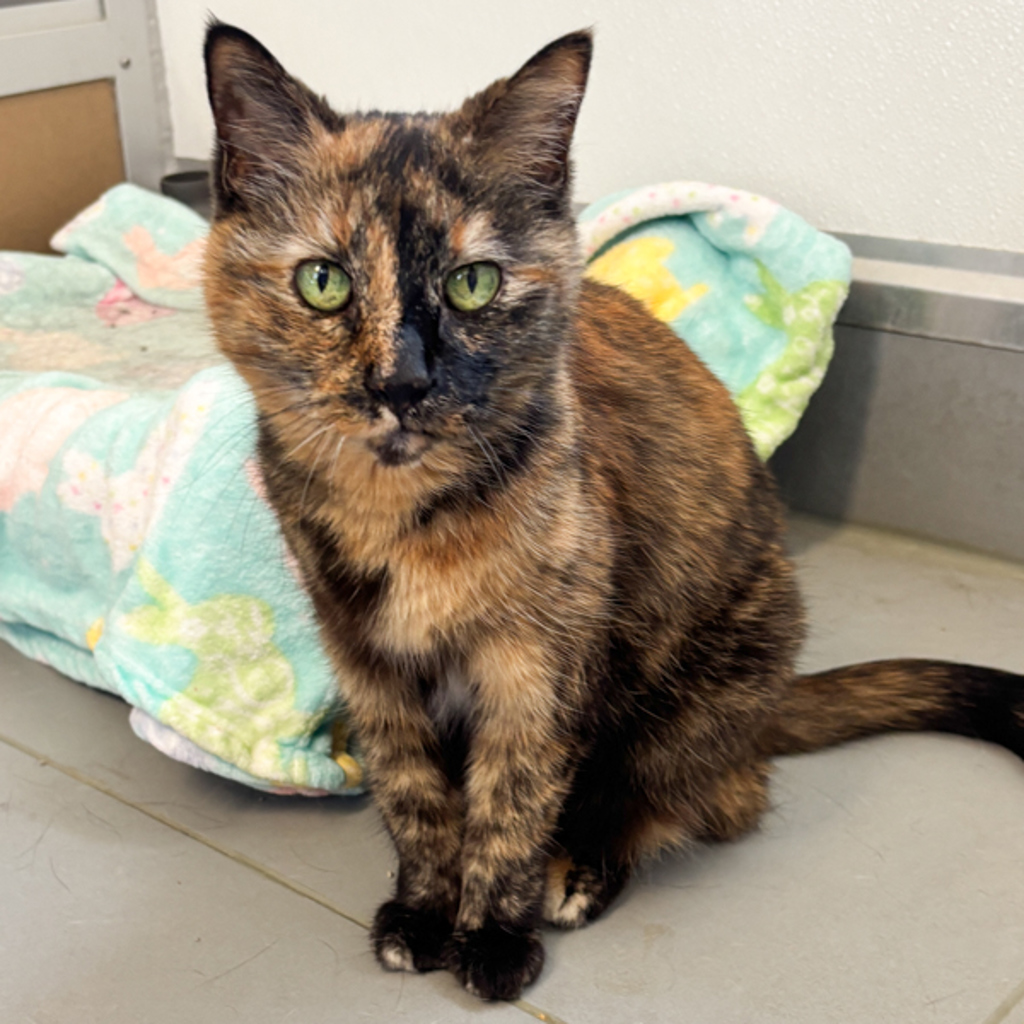 Paisley -- Bonded Buddy With Lucy
