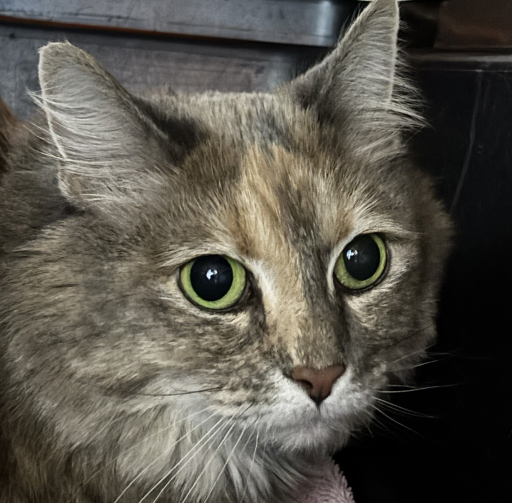 Pamela
