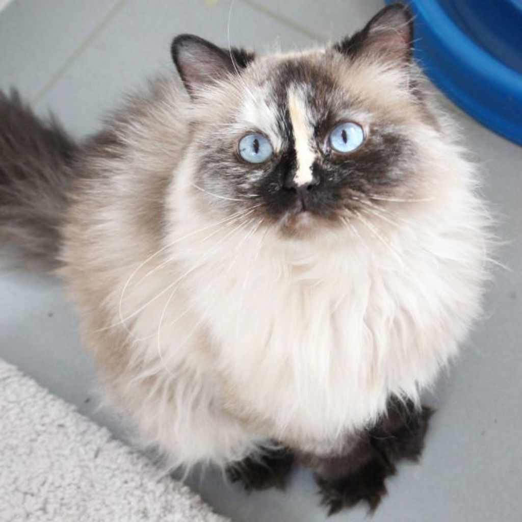 Peanut -- Bonded Buddy With Skeeter