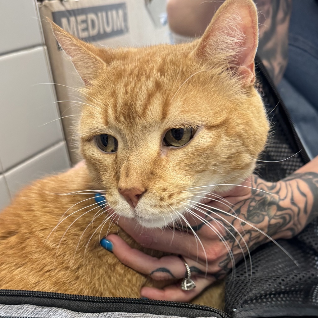 Percival-- Bonded Buddy With Merlin