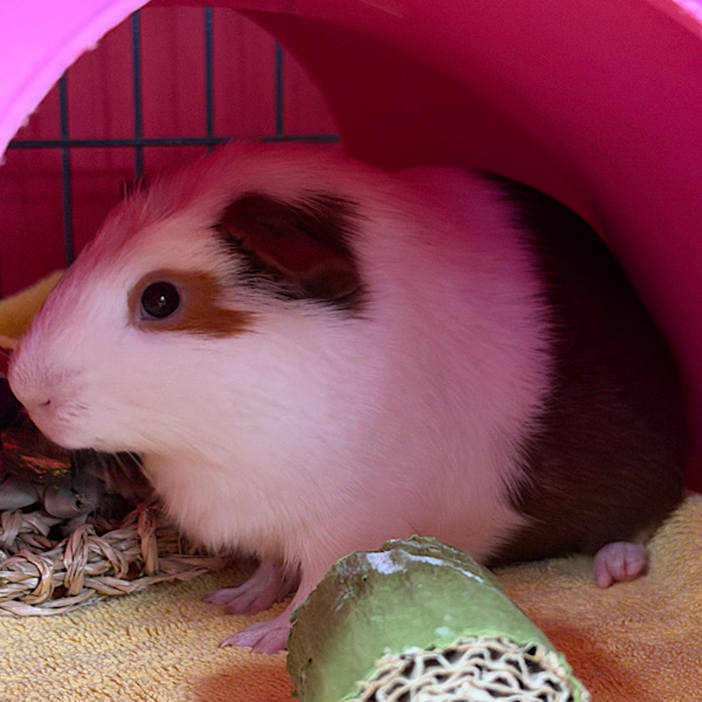 Poppy -- Bonded Buddy With Mocha & Willow