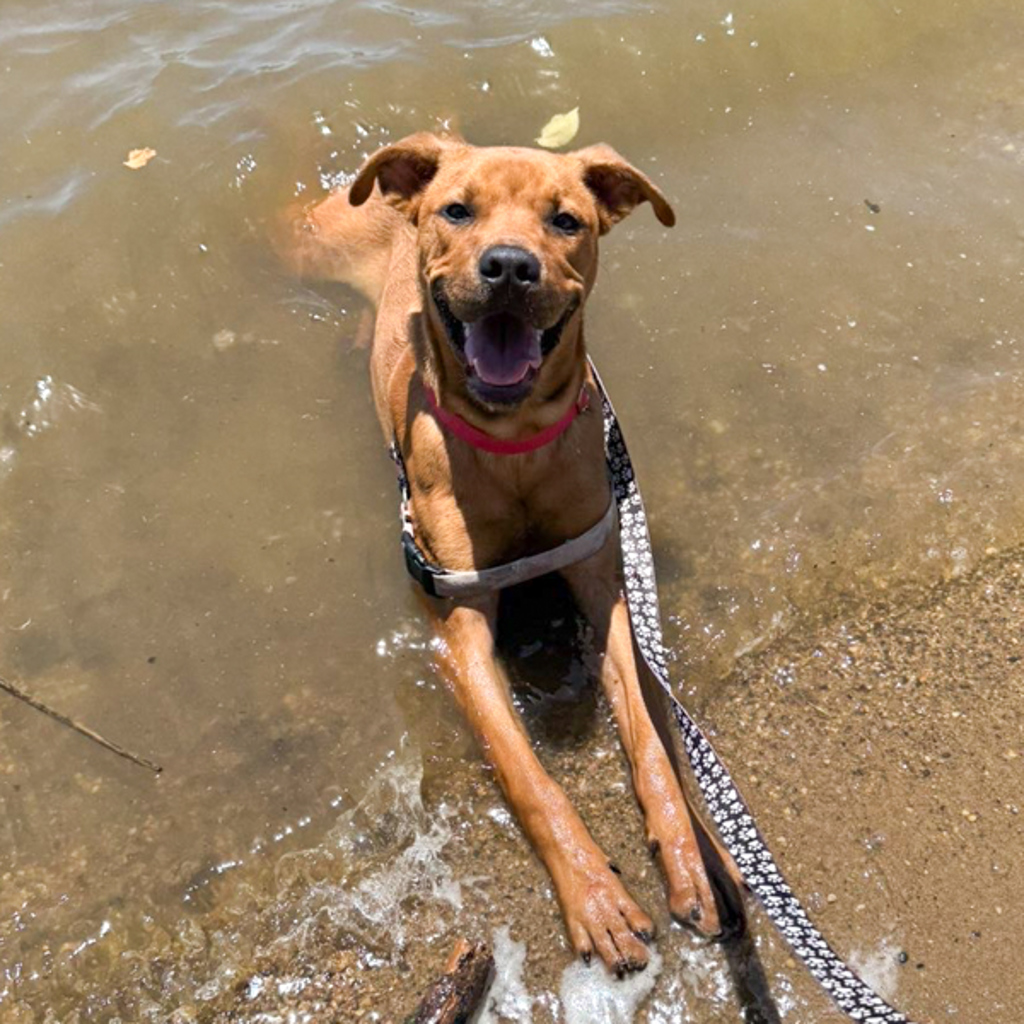 Scrappy Doo