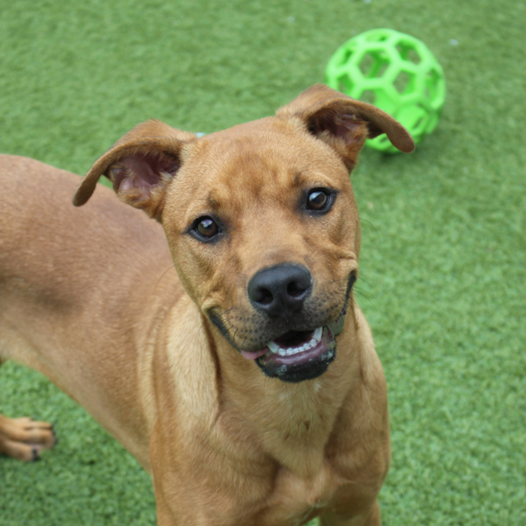 Scrappy Doo
