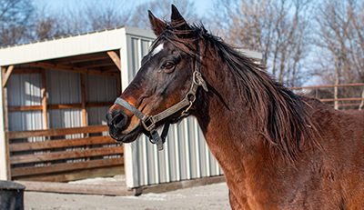 Dark mocha horse relaxing near barn