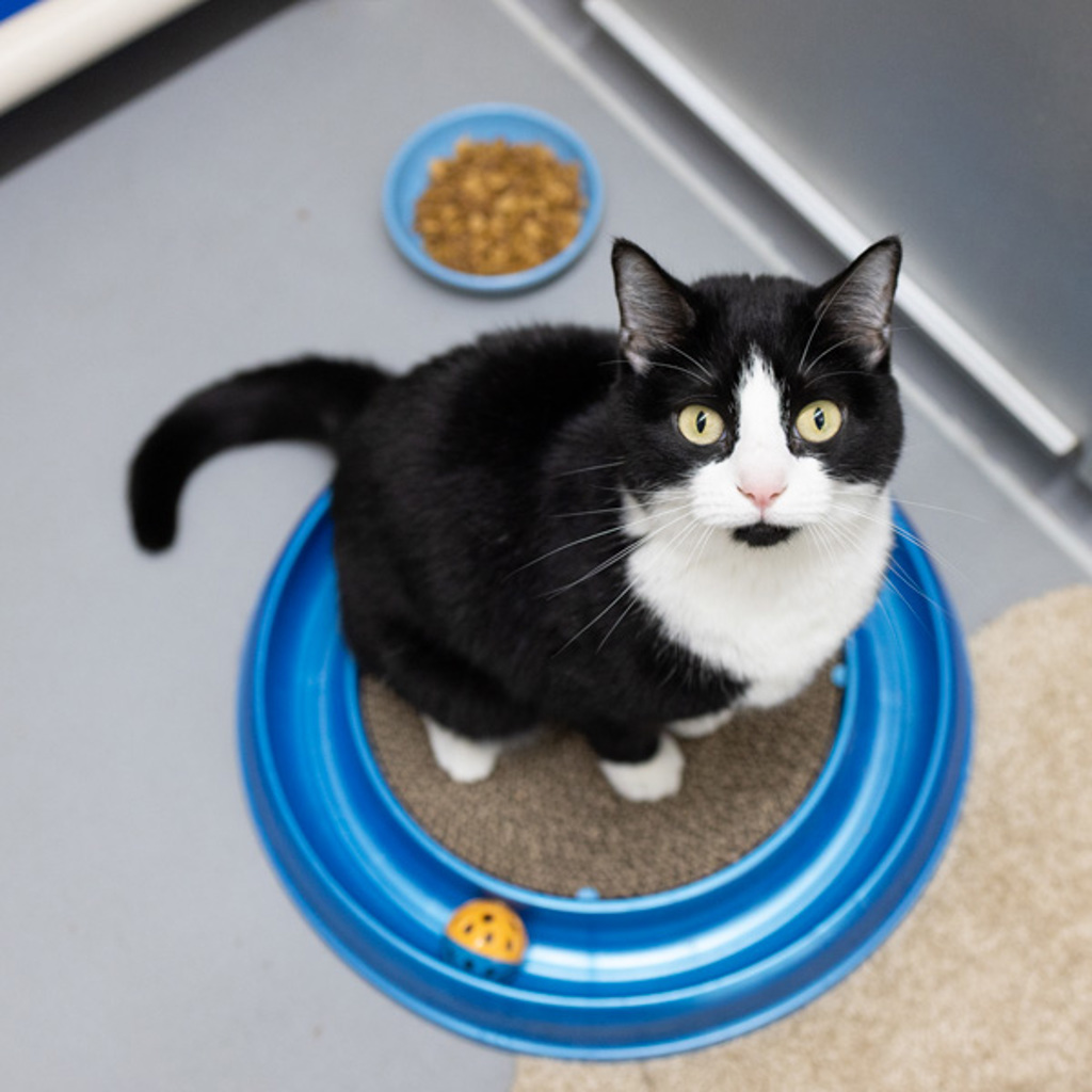 Shadow -- Bonded Buddy With Panelope
