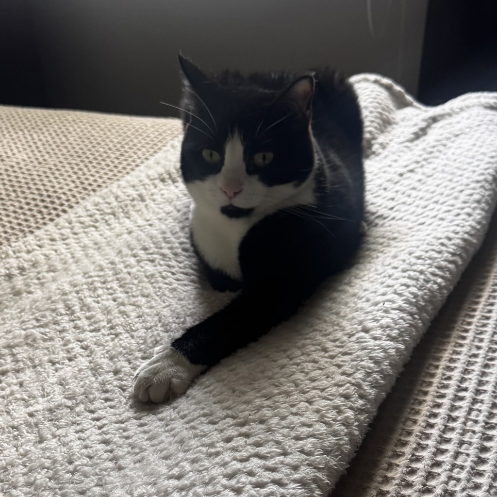 Shadow -- Bonded Buddy With Panelope