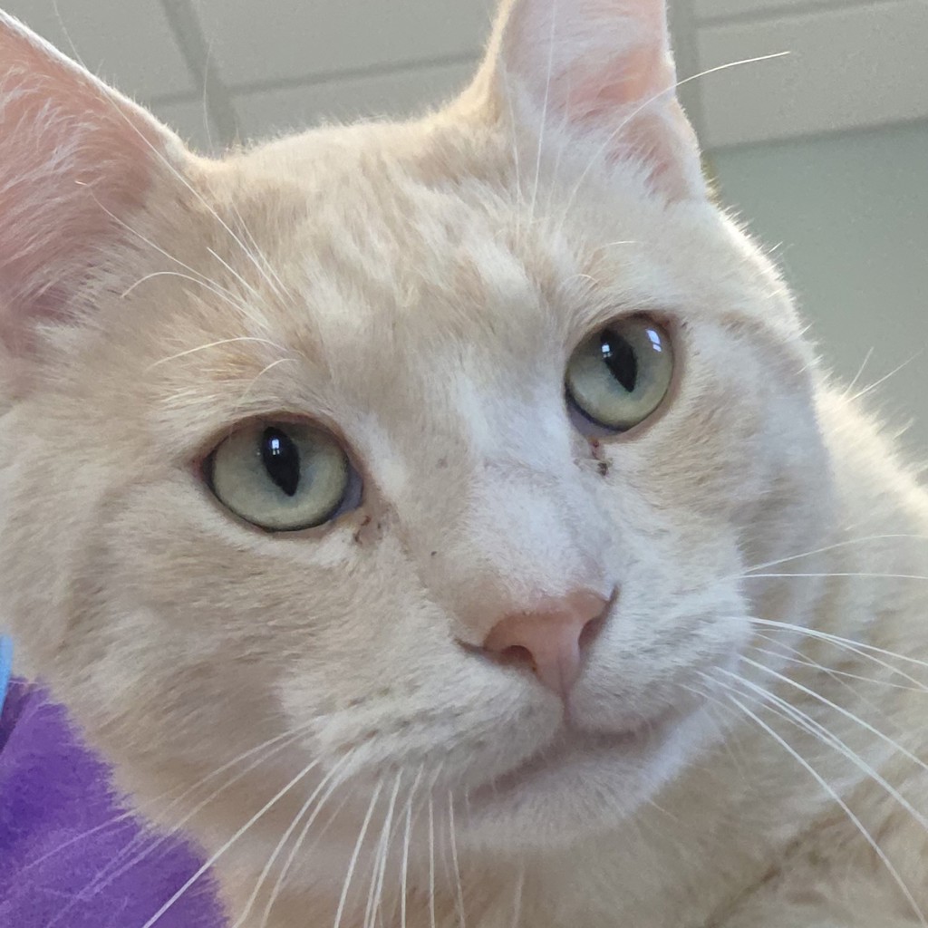 Simon