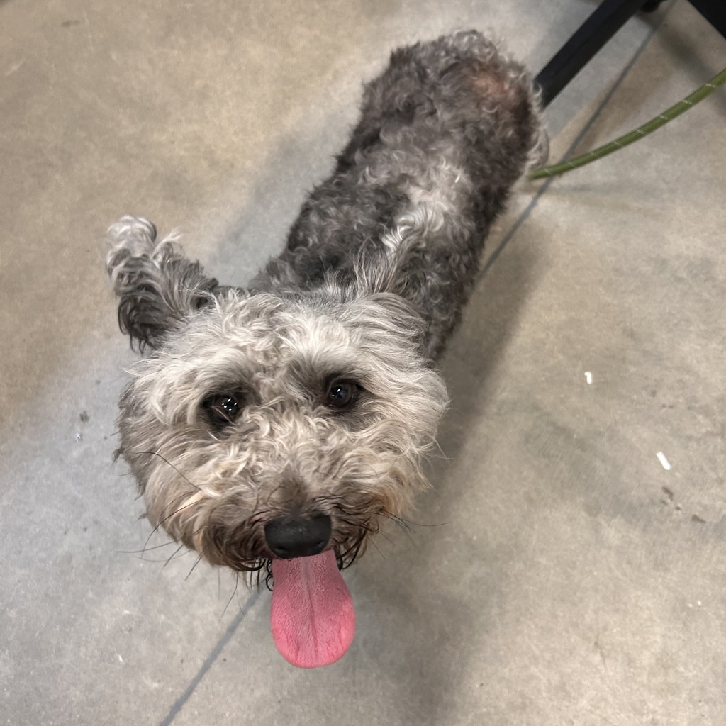 Sir Barkington