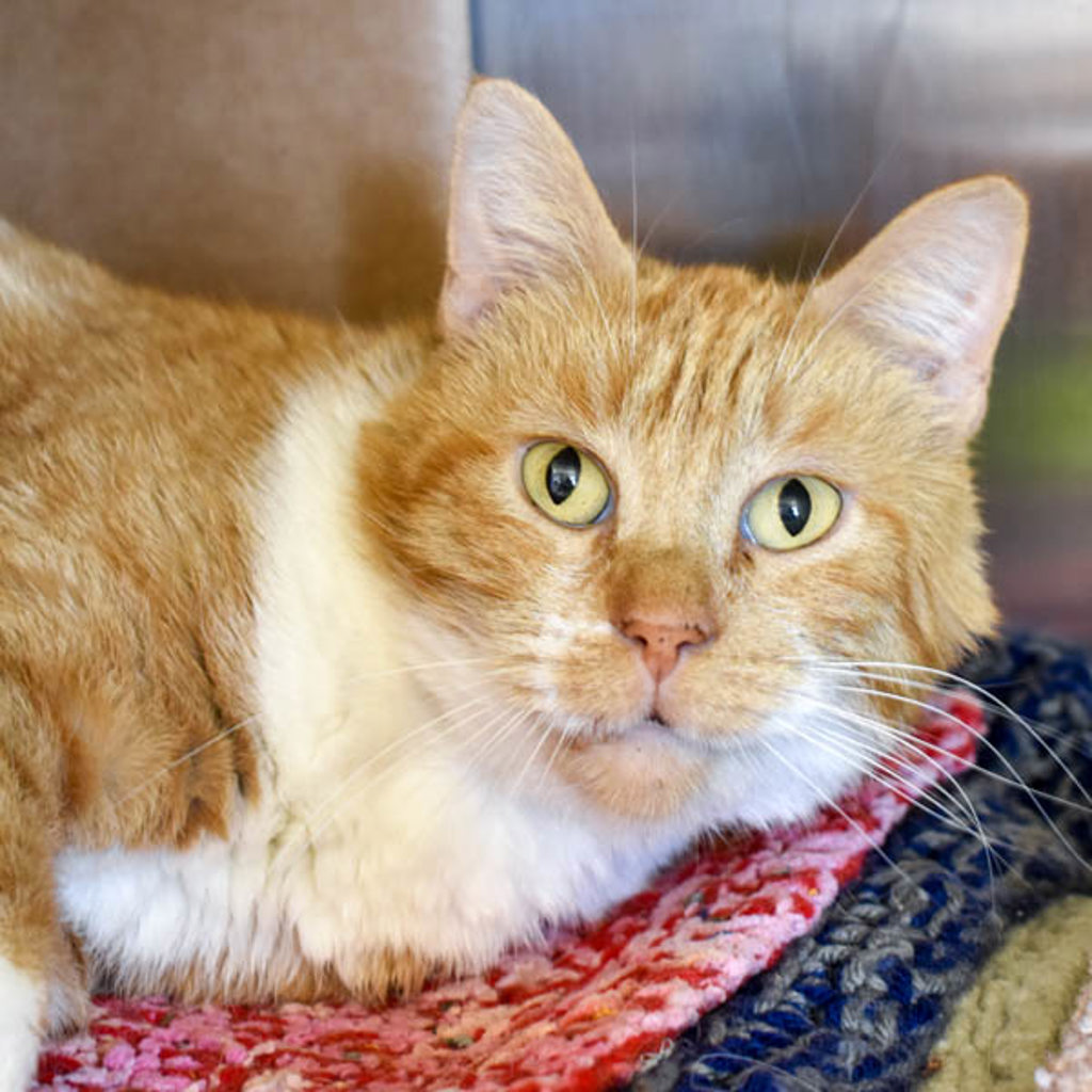 Skeeter -- Bonded Buddy With Peanut
