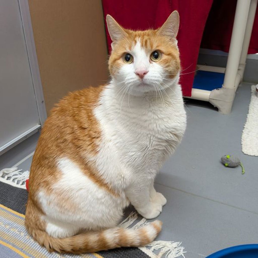 Spiral -- Bonded Buddy With Kit Cat