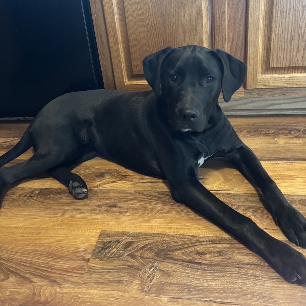 Stella