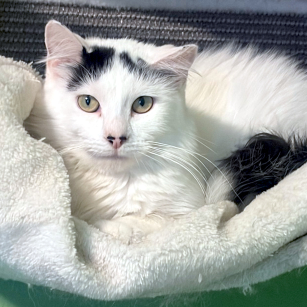 Stevie -- Bonded Buddy With Milo