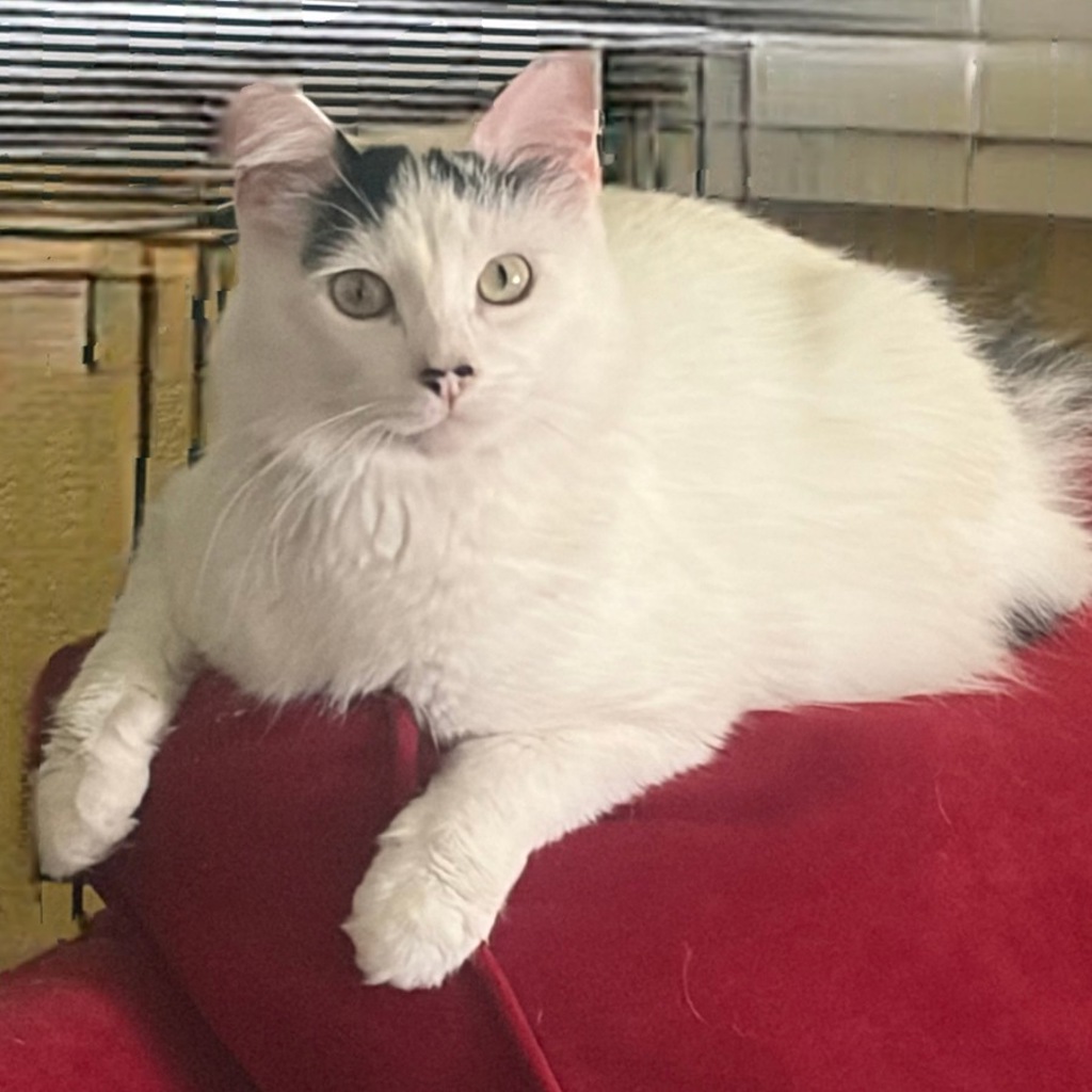Stevie -- Bonded Buddy With Milo