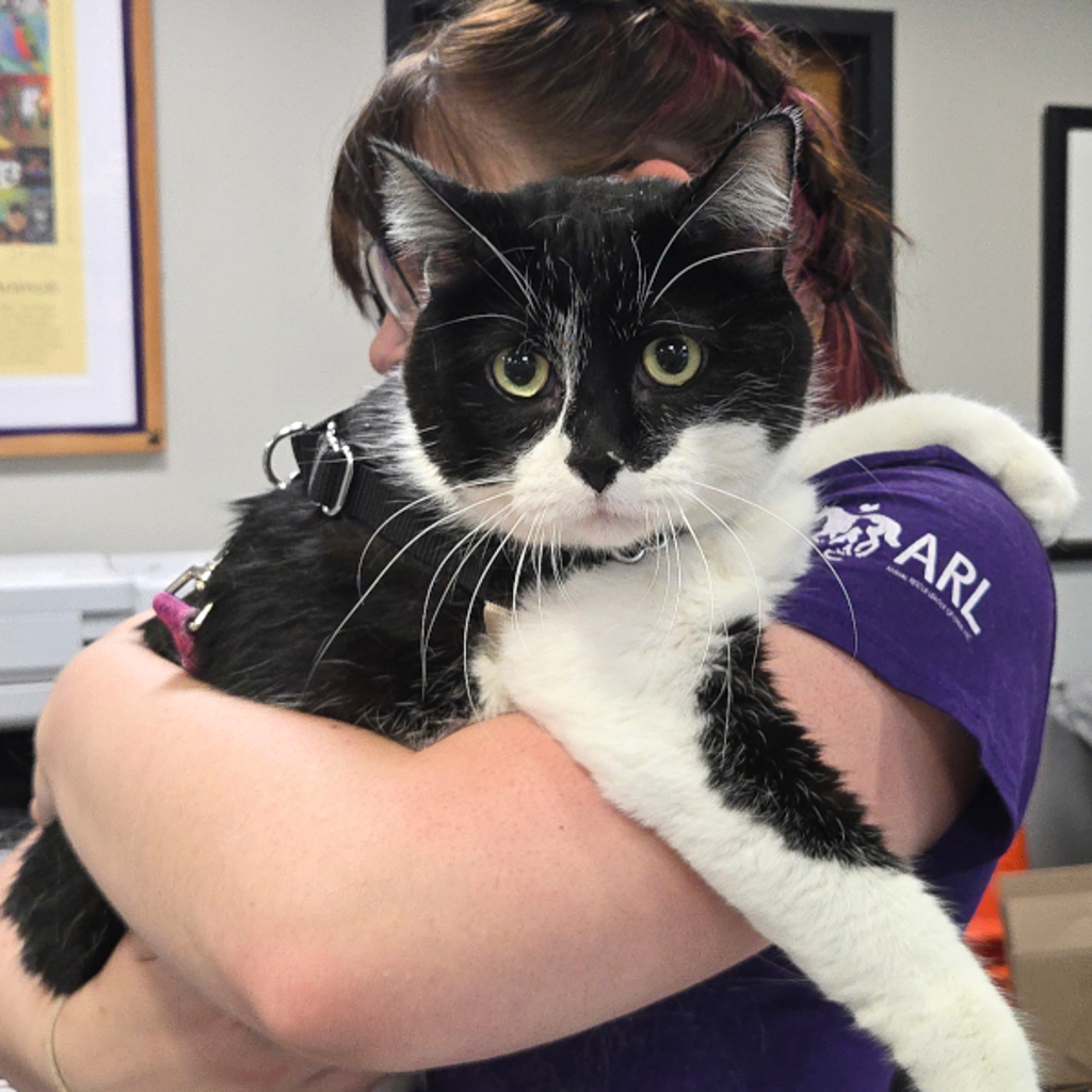 Stitch -- Bonded Buddy With Lilo