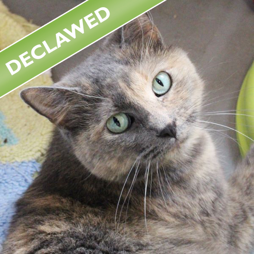 Two Face -- Bonded Buddy With Izzy