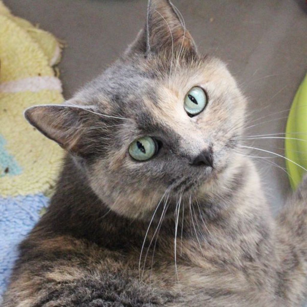 Two Face -- Bonded Buddy With Izzy