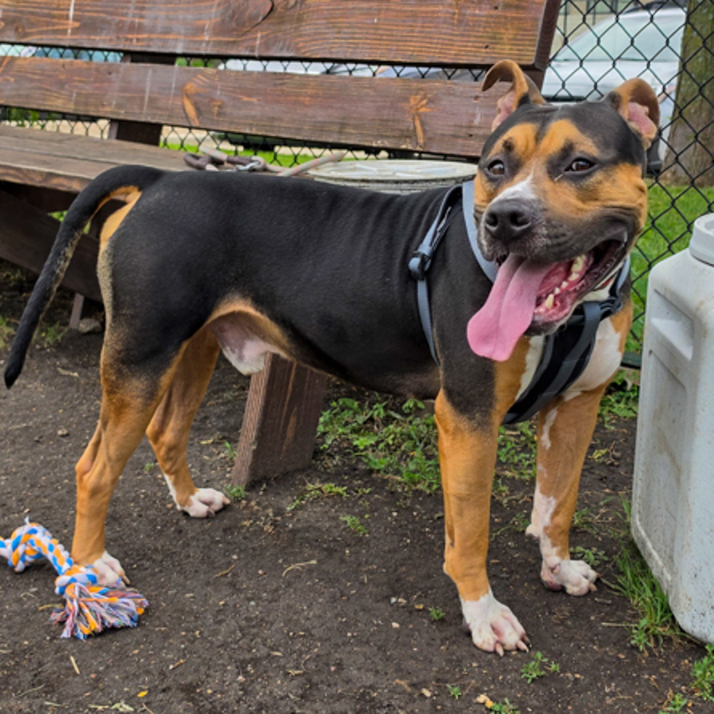 Tyson
