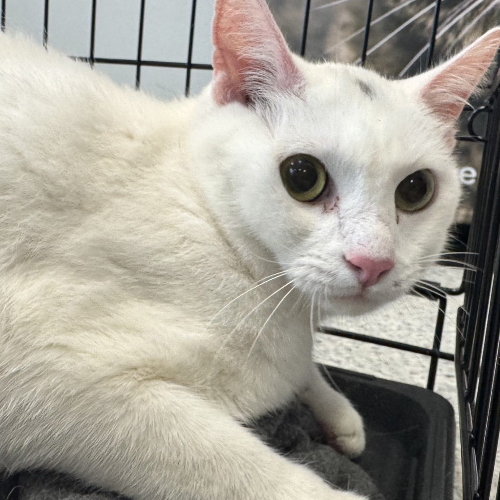 Whippersnapper -- Bonded Buddy With Charlie