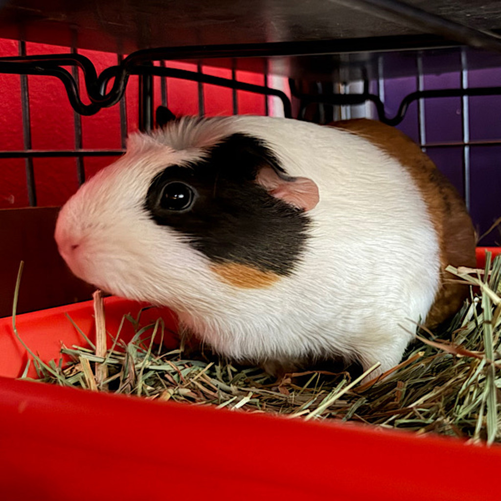 Willow -- Bonded Buddy With Poppy & Mocha