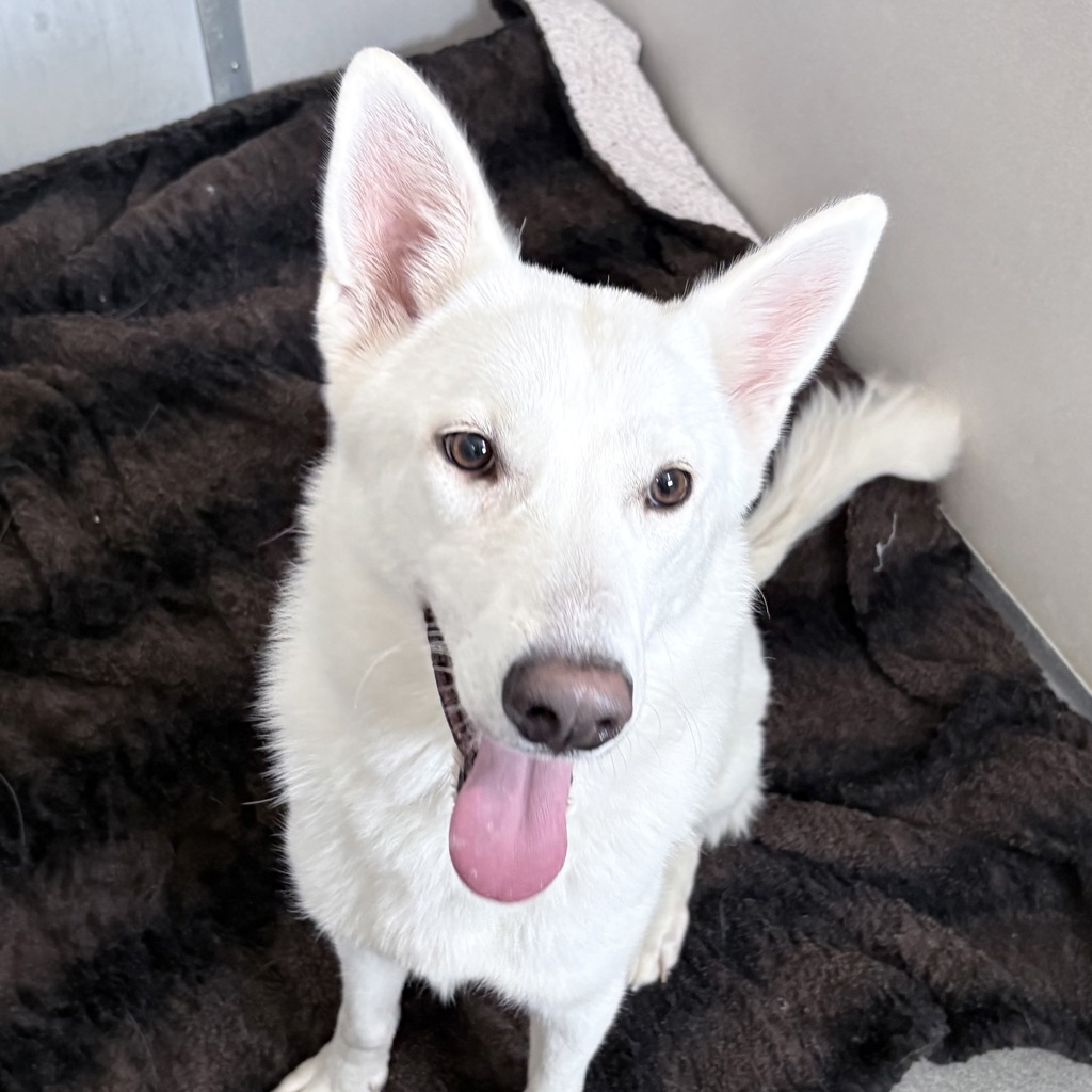 Zena