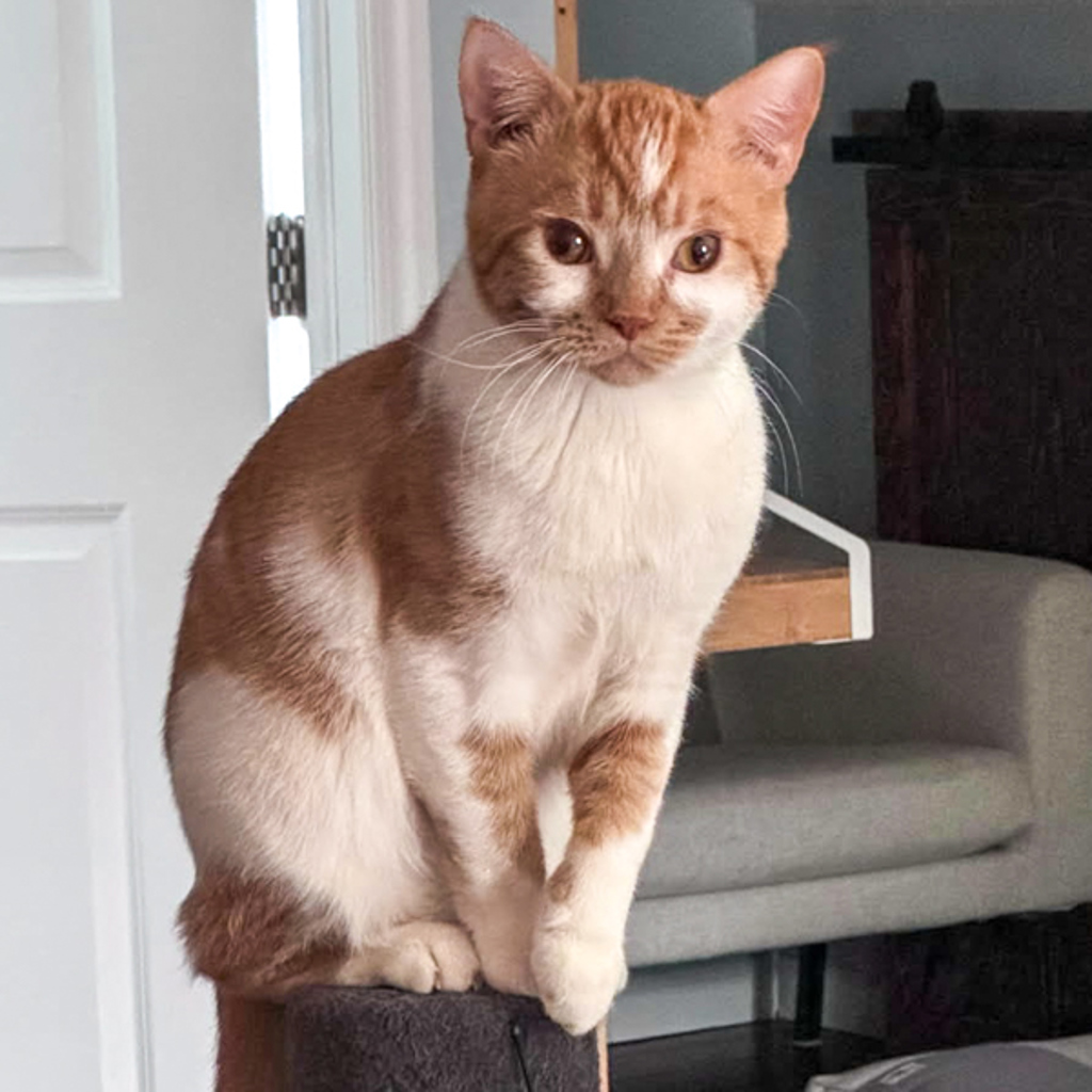 Zevon -- Bonded Buddy With Pepe