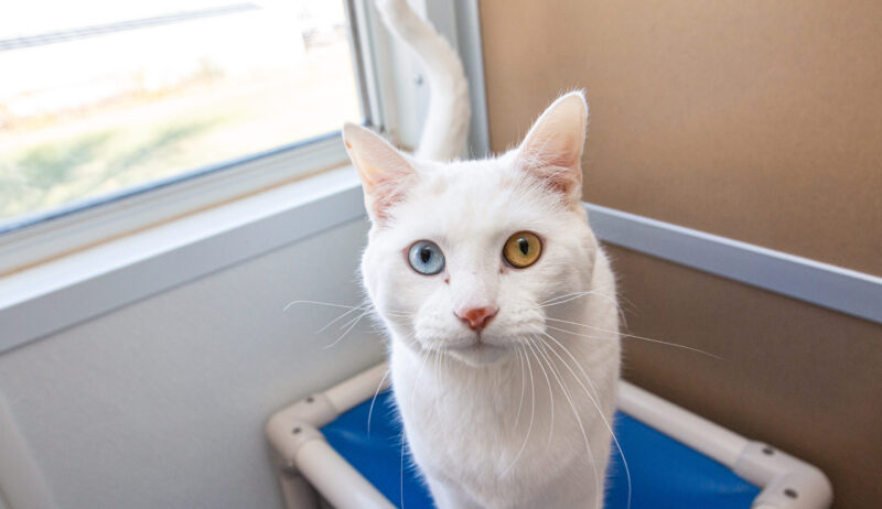 benito-257061-5-scaled white cat with multi colored eyes