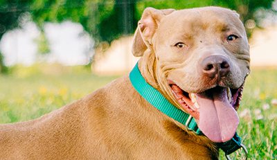 bsl