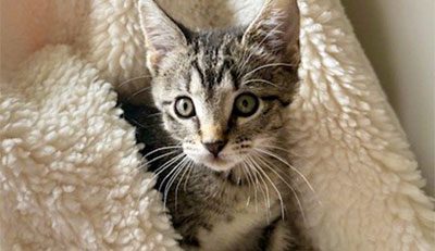 resource-library gray kitten lounging in soft blanket
