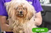 0709_22 dogs_eappeal_Header