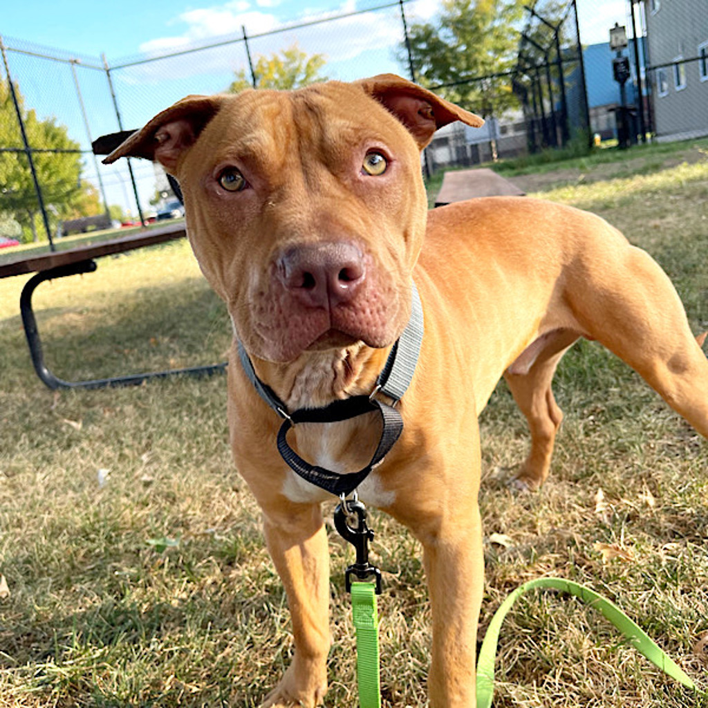 Pit Bull