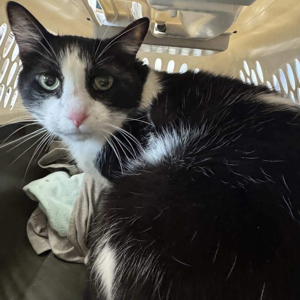 Ace -- Bonded Buddy With Binky