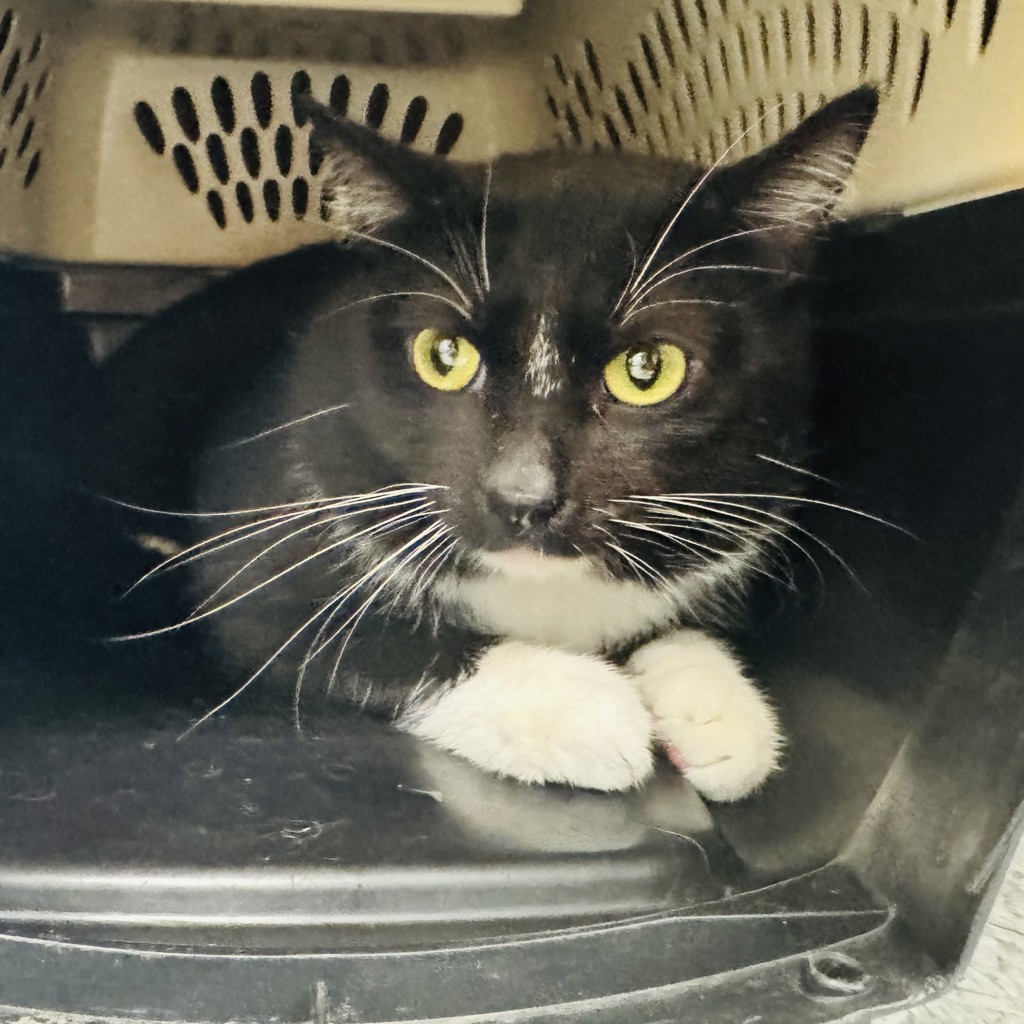 Astro -- Bonded Buddy With Comet