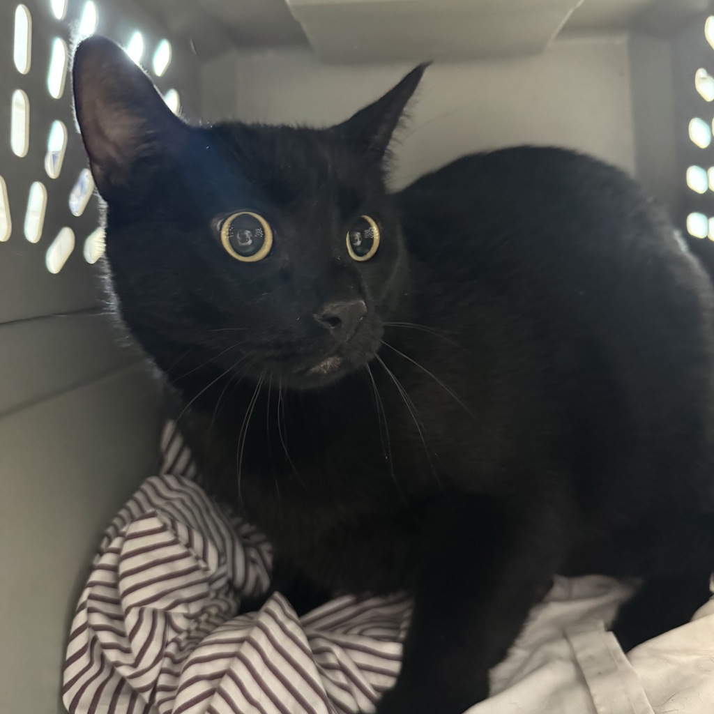 Binky -- Bonded Buddy With Ace
