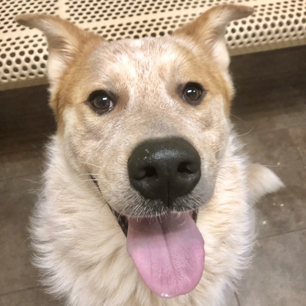 Biscuit