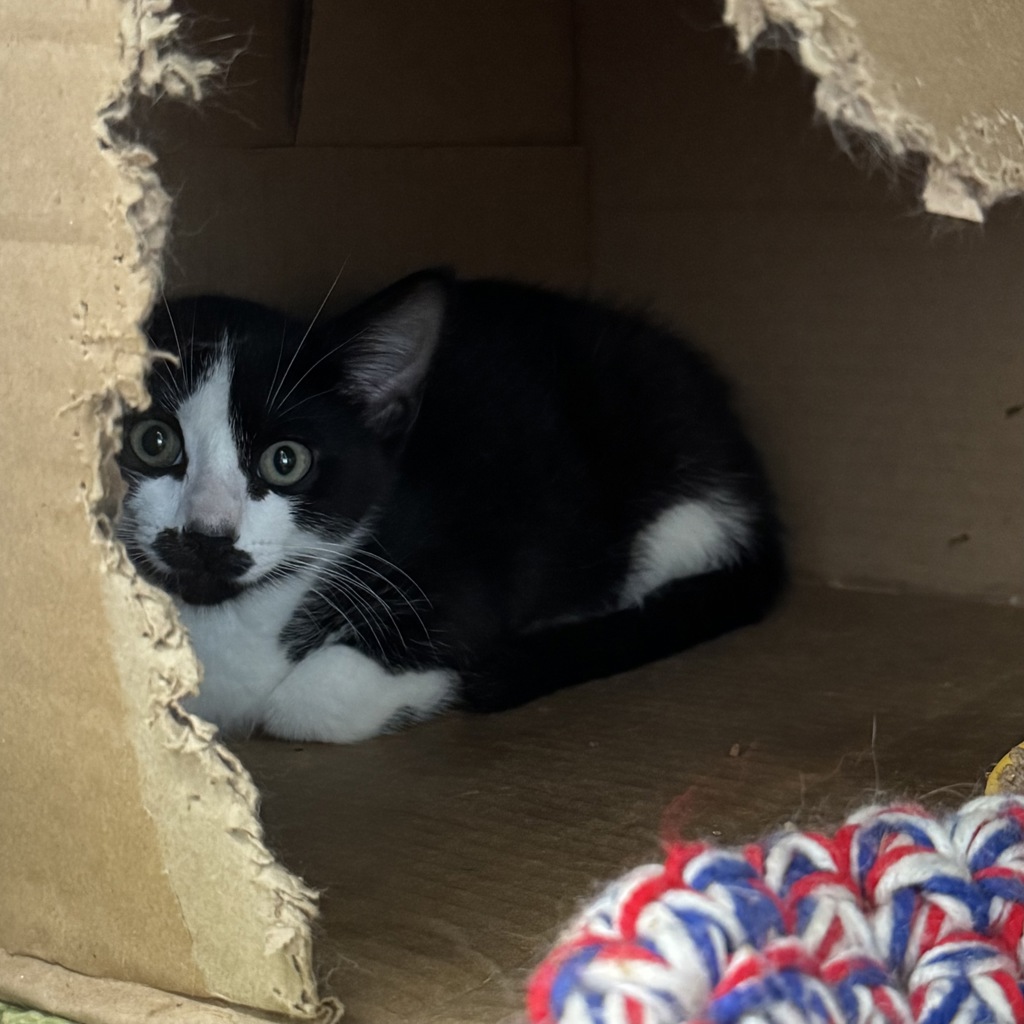 Bowie
