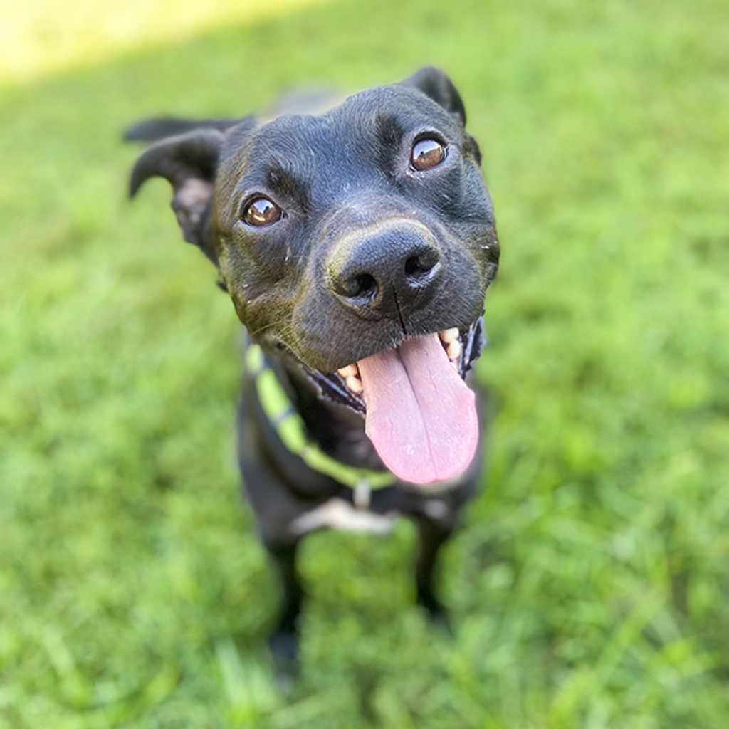 Buddy