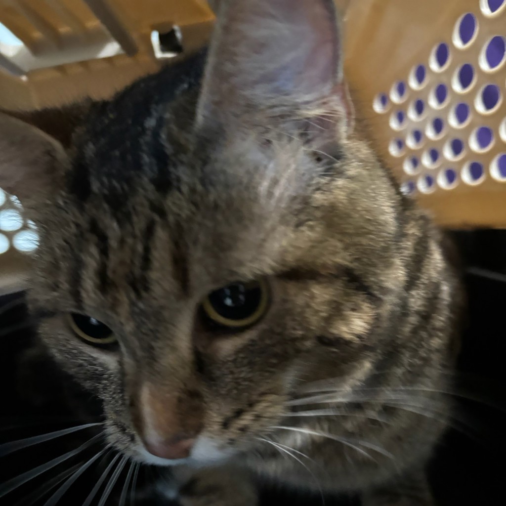 Carmelita