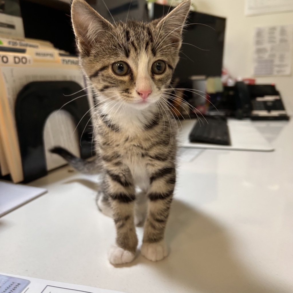 Charlie