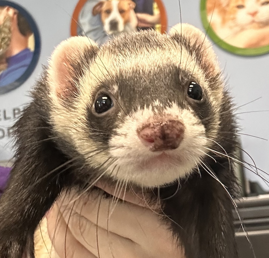 Cheese - Bonded Buddy With Mocha