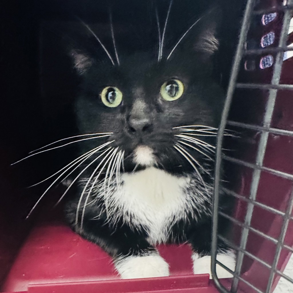 Comet -- Bonded Buddy With Astro